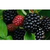 Greenwood Nursery: Live Fruit Plants - Triple Crown Blackberries from