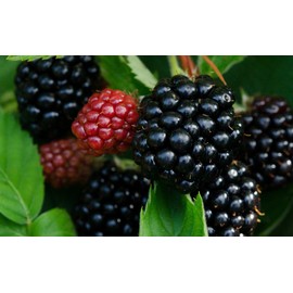 Greenwood Nursery: Live Fruit Plants - Triple Crown Blackberries from Tissue Culture - [Qty: 1x Quart Pot] - (Click for Other Available Plants/Quantities)