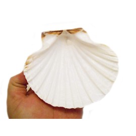 Set of 24 X-Large White Baking Scallop (4-4 1/2") Restaurant Quality Real Seashells Beach Wedding Coastal Crafts and Decor - Florida Shells and Gifts Inc.