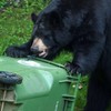 Ultimate Black Bear Trash Lock -Animal Proof existing Trash cans,