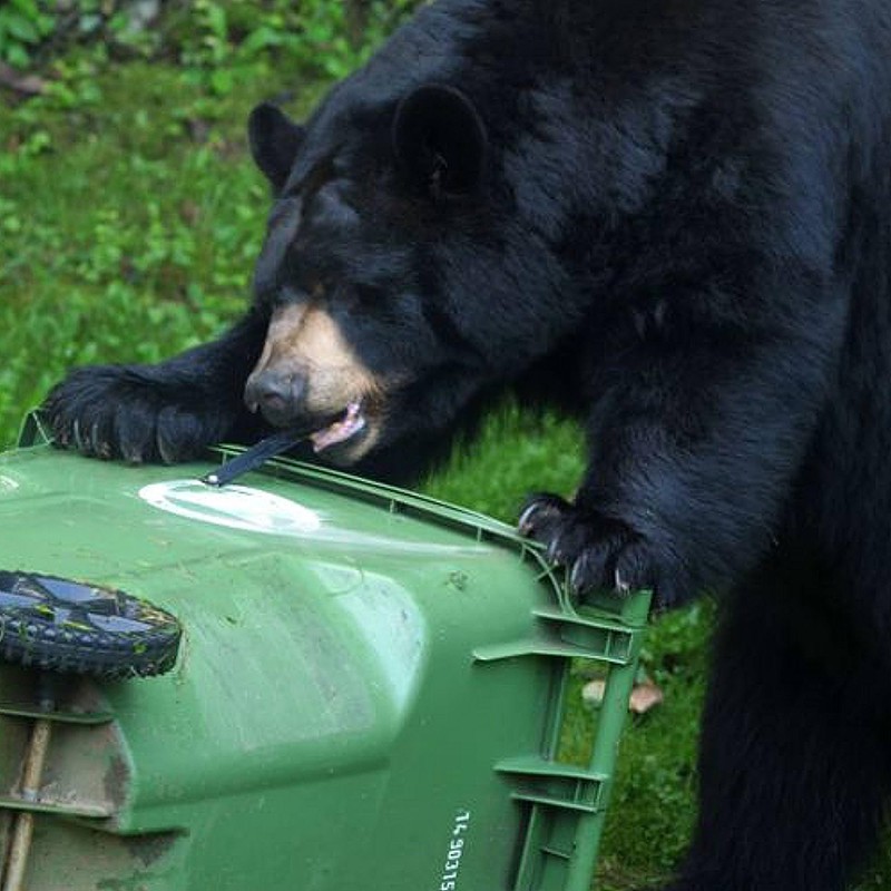 Ultimate Black Bear Trash Lock -Animal Proof existing Trash cans,
