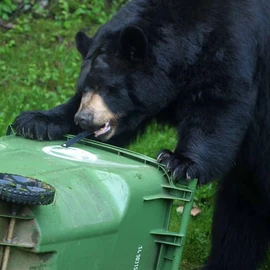 Ultimate Black Bear Trash Lock -Animal Proof existing Trash cans, Four Straps. Also Works for Wind, Raccoon, Opossum, and Other varmints/Critters (Ultimate Black Bear Four Strap)