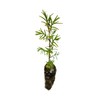 Montezuma Cypress | Small Tree Seedling | The Jonsteen Company