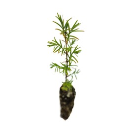 Montezuma Cypress | Small Tree Seedling | The Jonsteen Company