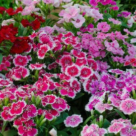 Dianthus Floral Lace Series Flower Seeds - Multi Color Mix - 100 Seeds - Annual Flower Garden Seed - Dianthus chinensis x barbatus