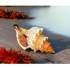 Kaltner Präsente Gift Idea - Shell Fasciolaria Trapezium Trapezium Snail
