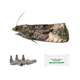 PlantPro Pack of 3 Moth Trap Attractant Pheromones Plum Fruit Moth