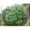 Conscious Gardeners Jute Trellis Netting Garden Support, Plants Peas Hemp,