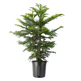 American Plant Exchange Norfolk Island Pine Tree, Easy Care Indoor or Outdoor Houseplant, Large 10-Inch Pot, Live Evergreen Décor