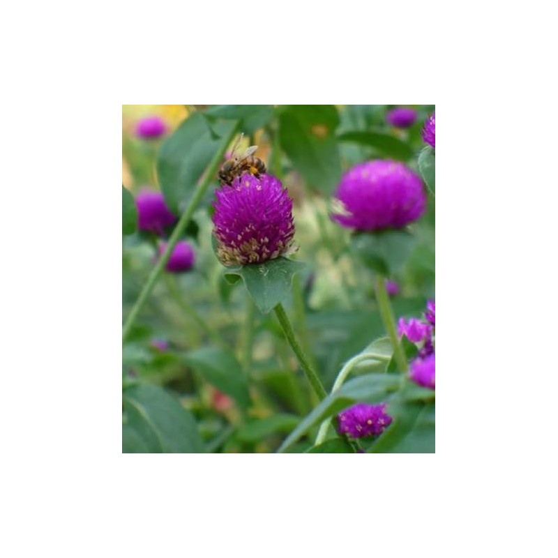100PCS Gomphrena Purple Seeds Globe Amaranth Plant Seeds