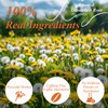 WT WEETEE Roasted Dandelion Root Tea Bags, 100 Count Dandelion