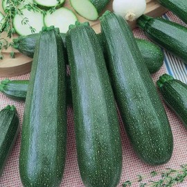 Emperor's Jade F1 Zucchini Squash - 1 LB Bulk ~4,000 Seeds - Non-GMO, Hybrid F1 - Farm & Garden Vegetable Gardening Seeds