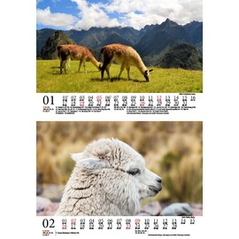 Lamazauber DIN A5 Wall Calendar for 2025 Llama Alpaca Seelenzauber