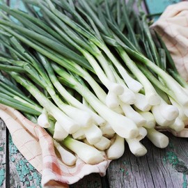 500 Nebuka Evergreen Bunching Onion Seeds for Planting Heirloom Non GMO 2 Grams Garden Vegetable Bulk Survival Hominy