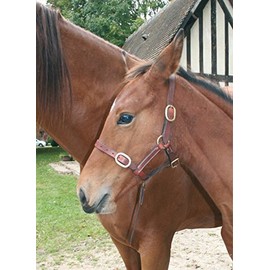 Cwell Equine FOAL LEATHER HEAD COLLAR HALTER NEW MARKET BROWN