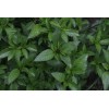 THAI BASIL* 100 SEEDS* GOURMET * CULINARY *
