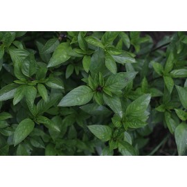 THAI  BASIL* 100 SEEDS* GOURMET * CULINARY *
