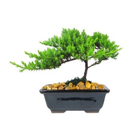 Eve's Garden Japanese Juniper Bonsai Tree, 6 Years Old Japanese Juniper, Planted in 6 Inch Ceramic Container, Outdoor Bonsai. !!! Cannot ship to CA California & HI Hawaii !!!