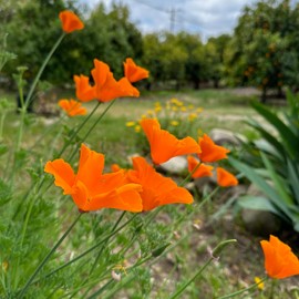 Plant Good Seed California Poppy Wildflower Seeds for Planting: Orange Flowers, 300 Seed Packet