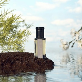 Daniel's Truth Roll-On Essential Oil Perfume, Olive Ridge Scent, 10ml (0.33oz) – Made in USA, Designed in Korea, Long-Lasting Fragrance for Skin, Travel, and Gifting