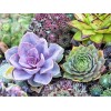 100pcs Mixed Rare Succulent Seeds, Mult-Color Indoor/Outdoor Plant