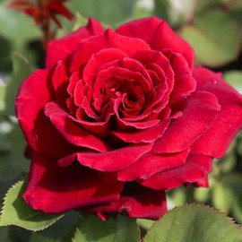 Heirloom Roses Rose Plant - Eleganza® Gypsy Soul Red Rose Bush, Hybrid Tea Live Plant for Planting Outdoors