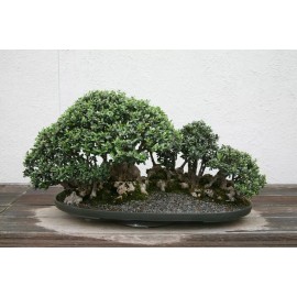 Fresh Common Olive Tree Seeds (Olea Europaea), 15 seeds