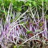Triton Purple Radish Sprouting Seeds - 1 Lb Seed Pouch
