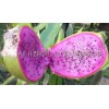 ORGANICO DRAGON FRUIT CUTTINGS 8-14 Inches check the description