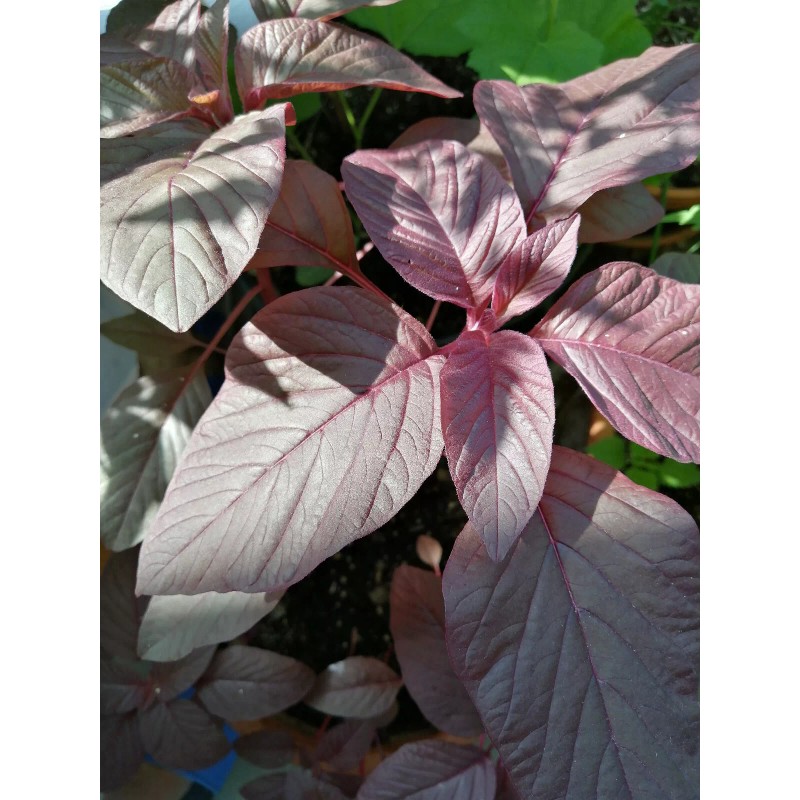 Hundredfold 1000 Red Calaloo Callaloo Vegetable Seeds, Chinese Spinach Red