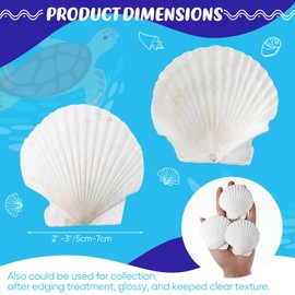 GlikCeil 50 Pcs Sea Shell for Crafting Natural Large Scallop White Oyster Shells Bulk for Decorating DIY Home Decor Beach Wedding Ocean Themed Party(2''-3'')