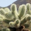 Teddy Bear Cholla pups cuttings Cylindropuntia bigelovii