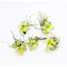 Best Aquarium Plant Pack of 5 - Live, Easy Care Aquatic Plants - 5 Random Anubias