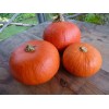 10 Red Kuri Squash Seeds. USA Seeds. Organic. Ships free