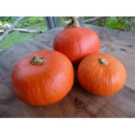 10 Red Kuri Squash Seeds. USA Seeds. Organic. Ships free