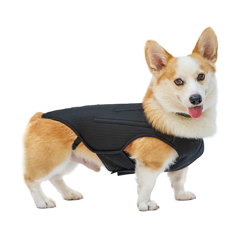 IVDD Back Brace for Dogs, Flexible Pet Dachshund Back Supporting