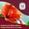 FGO Organic Hibiscus Tea, 100 Count, Eco-Conscious Tea Bags, Caffeine