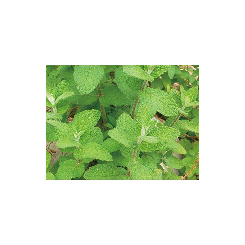 Ecott Cosme Organic Hair Shampoo (Moist) Apple Mint, Yamanashi Prefecture