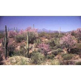 Generic Desert Ironwood Tree Seeds - Olneya tesota - 5 Seeds, pale green w/ violet flowers
