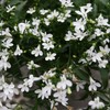 Outsidepride 5000 Seeds Annual White Lobelia Ground Cover Seeds for