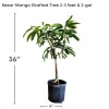 Tree Kesar MANGO TREE GRAFTED (2-4 Feet Tall). Ship To