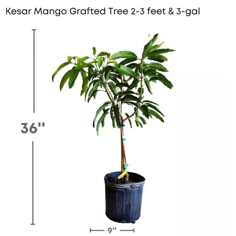 Tree Kesar MANGO TREE GRAFTED (2-4 Feet Tall). Ship To