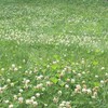 TnT Seed Company Bee Lawn Mix, Fescues, Clovers, Thyme, Low
