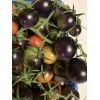 Tim's Tomatoes Bosque Blue Tomato Seeds | Organic | Rare