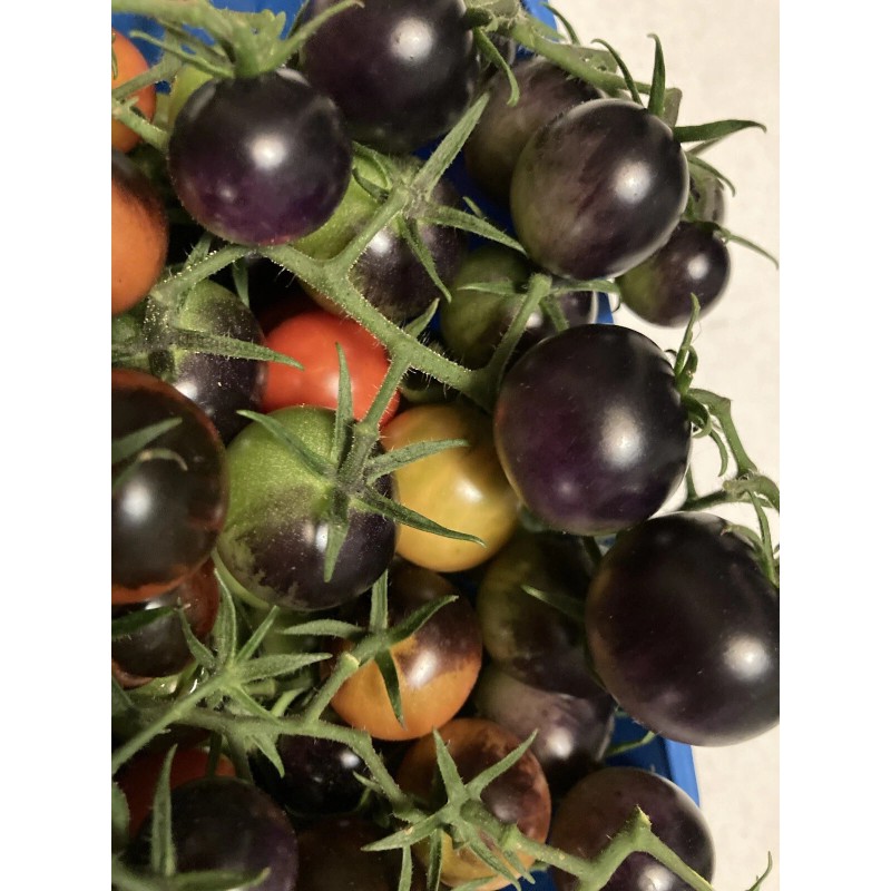 Tim's Tomatoes Bosque Blue Tomato Seeds | Organic | Rare