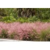 Muhly Grass | 30 Live Plants | Muhlenbergia Capillaris |