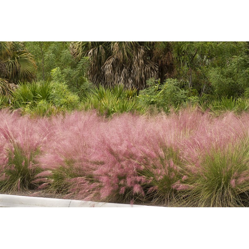 Muhly Grass | 30 Live Plants | Muhlenbergia Capillaris |