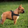 Didog Soft Mesh Padded Dog Vest Harness,Escape Proof/Quick Fit Reflective