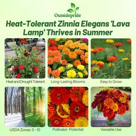 Outsidepride Lava Lamp Zinnia Seeds - 1000 Seeds Annual, Heat & Drought Tolerant Flower Seeds for Planting w/Vibrant Blooms for Pollinator Gardens & Floral Arrangements