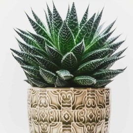 Twilight Zone Aloe (Aloe Twilight Zone) - Large - Live Plant - Starry White Speckles - Vibrant Orange Flowers